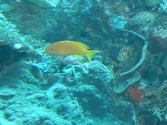 Pseudanthias pleurotaenia