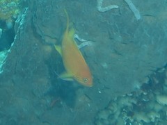 Pseudanthias pleurotaenia