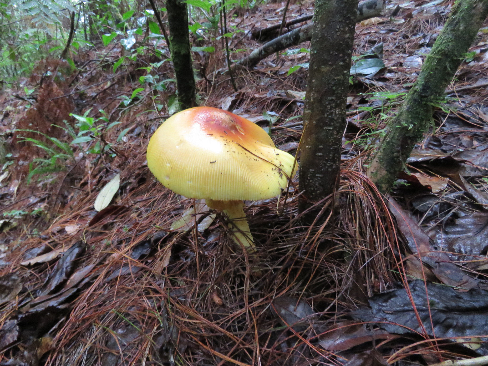 Amanita yema image