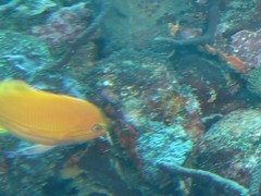 Pseudanthias pleurotaenia