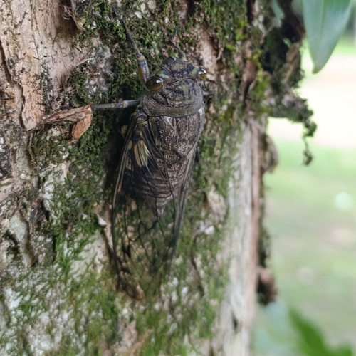 Giant Cicada