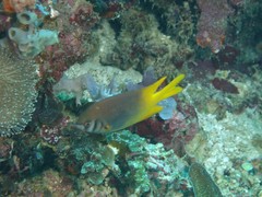 Neoglyphidodon nigroris