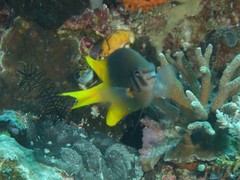 Neoglyphidodon nigroris