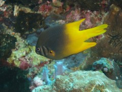 Neoglyphidodon nigroris