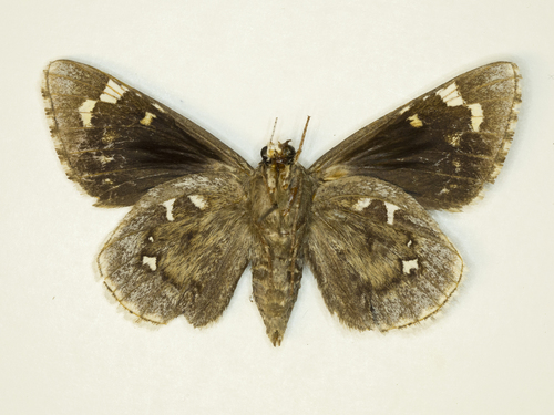 Megathymus streckeri streckeri