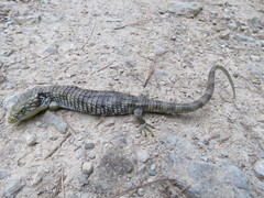 Abronia oaxacae