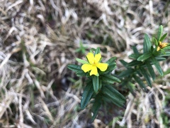 Hypericum cistifolium