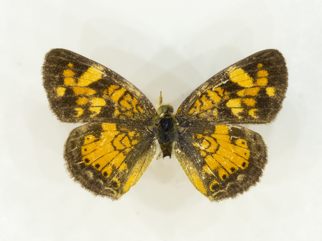 Pearl Crescent