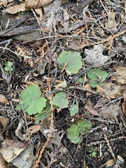 Tiarella stolonifera