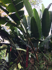Heliconia mariae