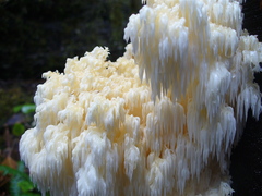 Hericium abietis