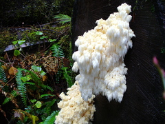 Hericium abietis