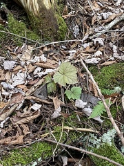 Tiarella stolonifera