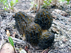 Morchella snyderi