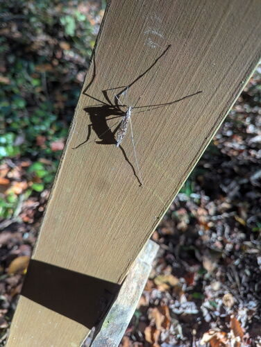 Unknown species found near Clemson, SC, USA