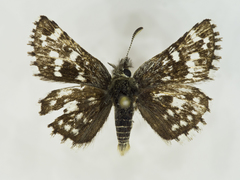 Pyrgus xanthus