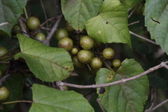Vitaceae