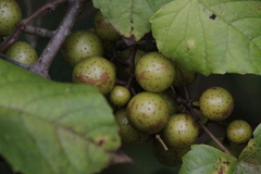 Vitaceae