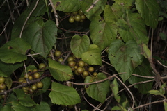 Vitaceae