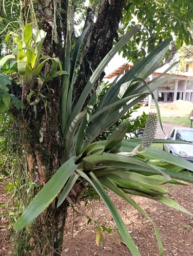 Aechmea bromeliifolia