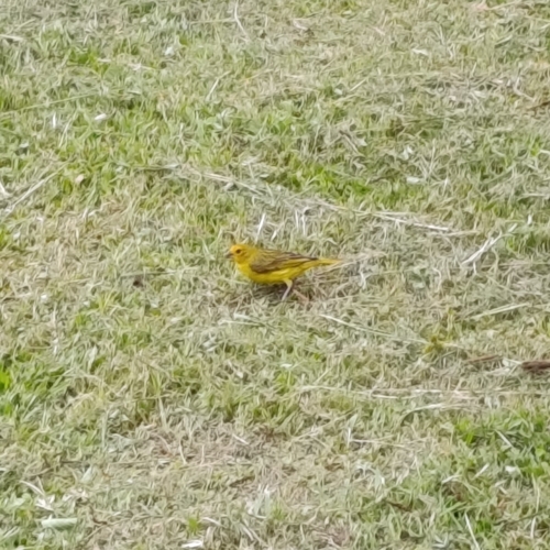 Saffron Finch