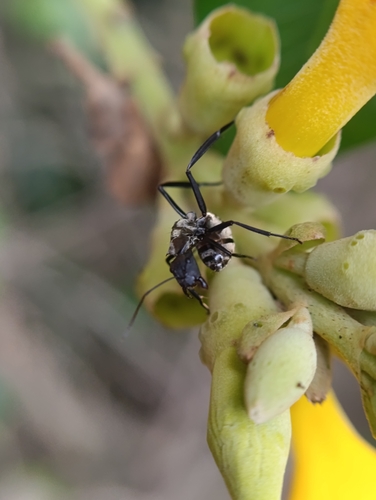 Shimmering Golden Sugar ant