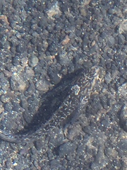 Parablennius parvicornis