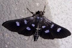 Desmia subdivisalis