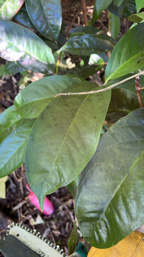 Syzygium malaccense observed 2025-12-02