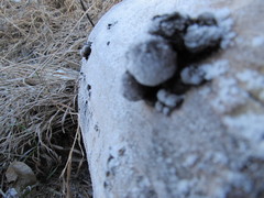 Lycoperdon atropurpureum