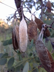 Dalbergia miscolobium
