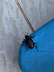 Calosoma alternans