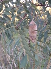 Dalbergia miscolobium