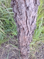 Dalbergia miscolobium