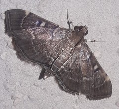 Lamprosema nannalis
