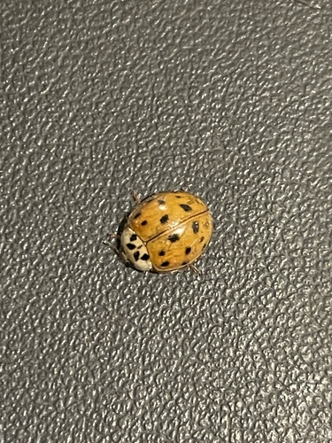Asian Lady Beetle