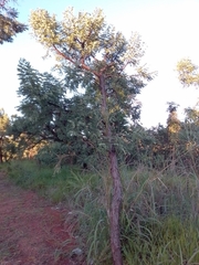 Dalbergia miscolobium