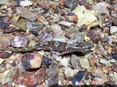 Lucasium steindachneri