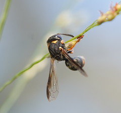 Masarinae
