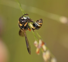 Masarinae