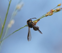 Masarinae