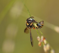 Masarinae
