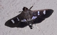 Desmia deploralis