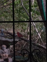 Cardinalis cardinalis