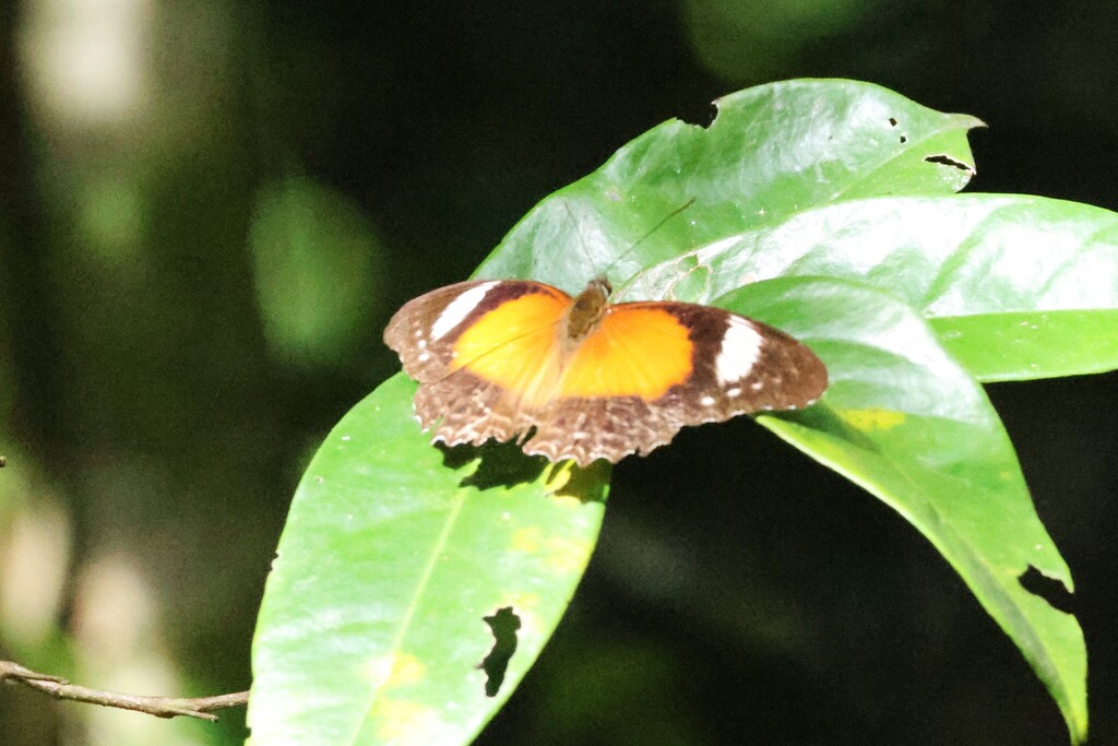 Cethosia cydippe (Cethosia cydippe)