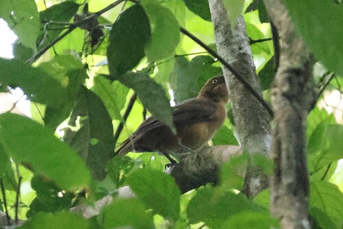 Pseudorectes ferrugineus observed 2025-03-29