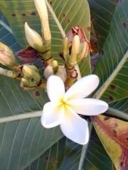 Himatanthus obovatus