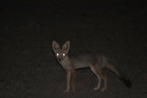 Kit Fox photographed in Nevada