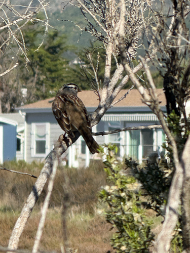 iNaturalist observation photo of White-crowned Sparrow