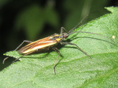 Leptopterna dolabrata